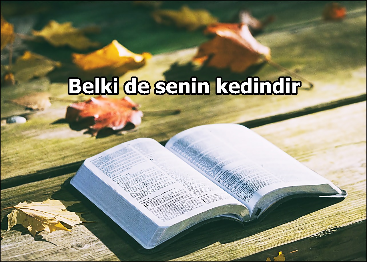 Belki de senin kedindir