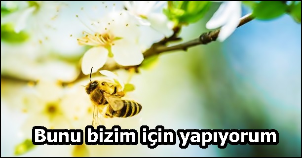 Bunu bizim için yapıyorum