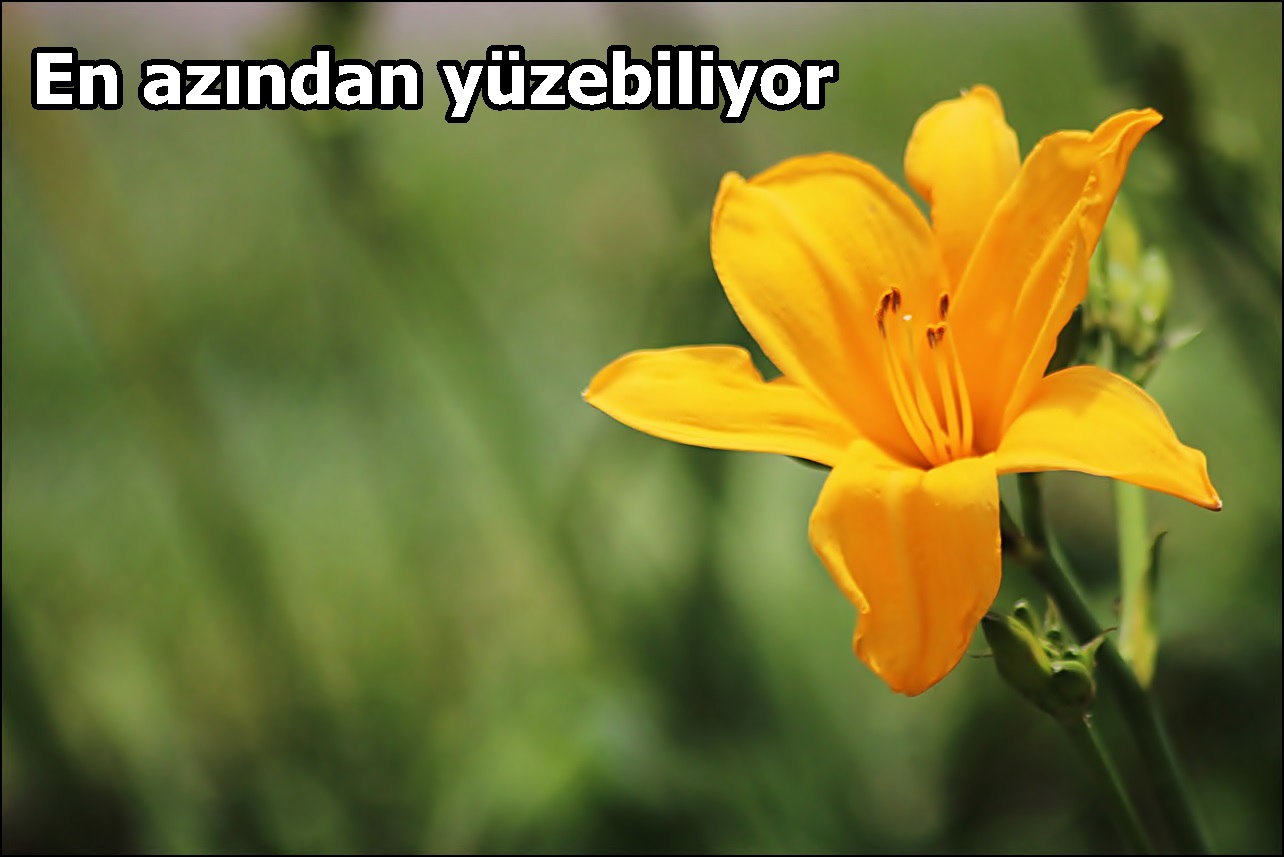 En azından yüzebiliyor