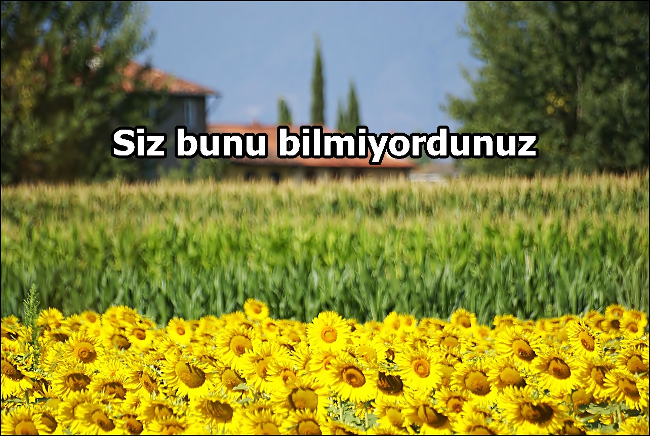 Siz bunu bilmiyordunuz