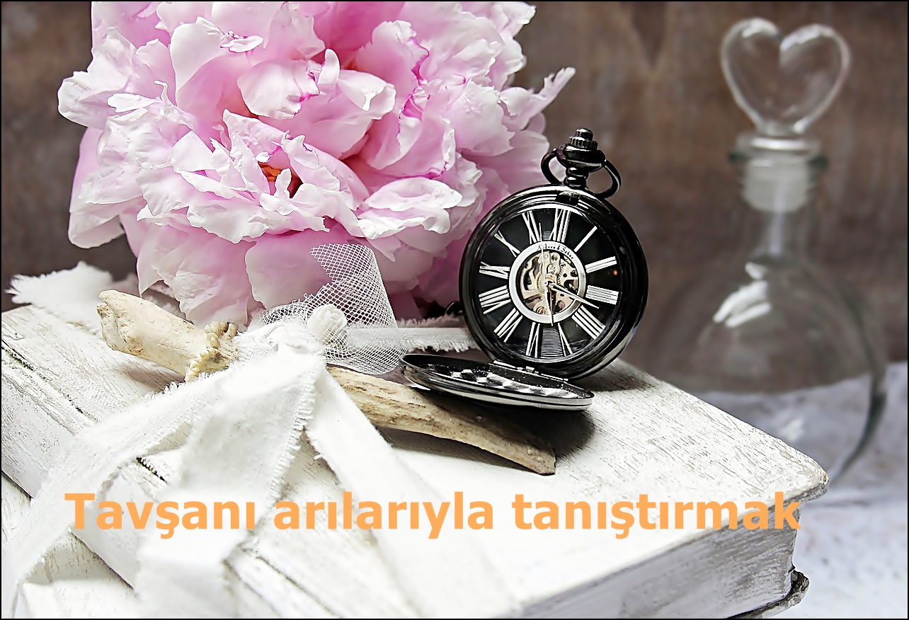 Tavşanı arılarıyla tanıştırmak