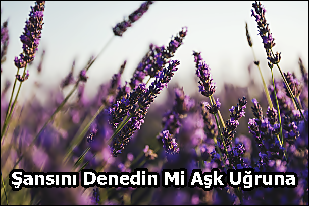 Şansını Denedin Mi Aşk Uğruna