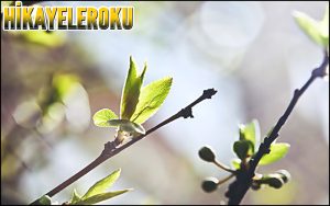 Cadı Rumpelstiltskin Hikaye Oku