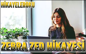 Zebra Zed Hikayesi